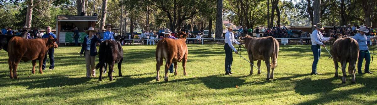 The South Coast Beef Steer Spectacular will go ahead with both a revised hoof and hook judging. 
