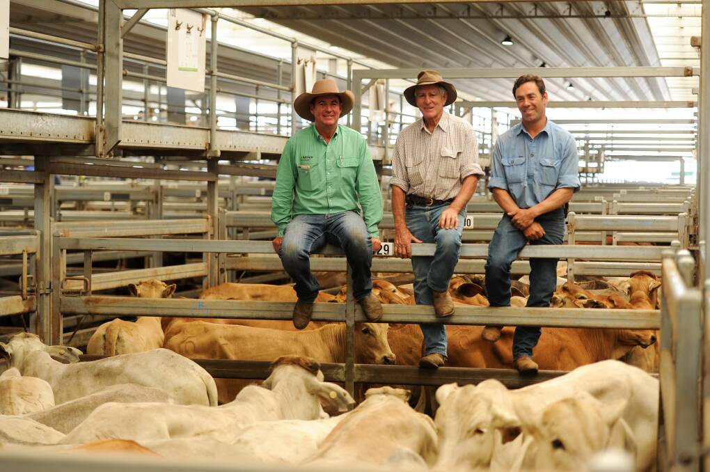 Simon Rafferty of Nutrien Tamworth with Darryl and Simon Smith of Quirindi who purchased 40 head of the advertised Charbray and Charolais infused grey Brahman steers from Barry Smith Transport, Dirranbandi, Qld. 