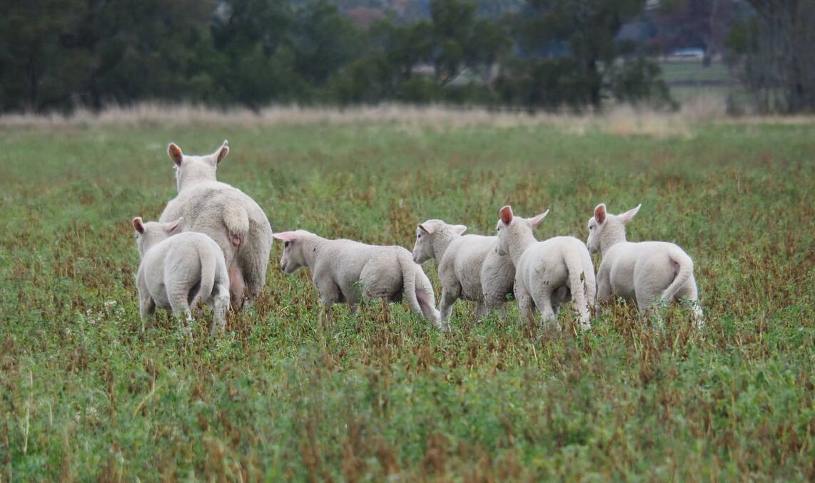 The ewe and her five lambs. Photo: Chris Morse