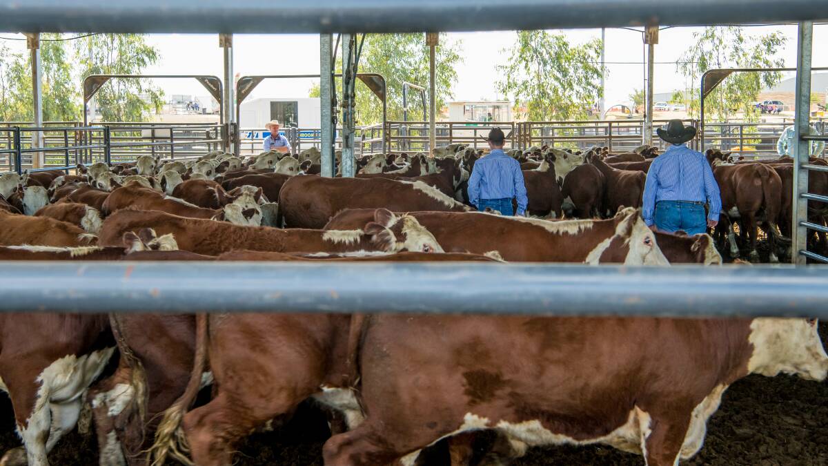 Between 3300 and 3500 head of cattle will be used across the Landmark Classic. Picture: Alice Mabin Photography