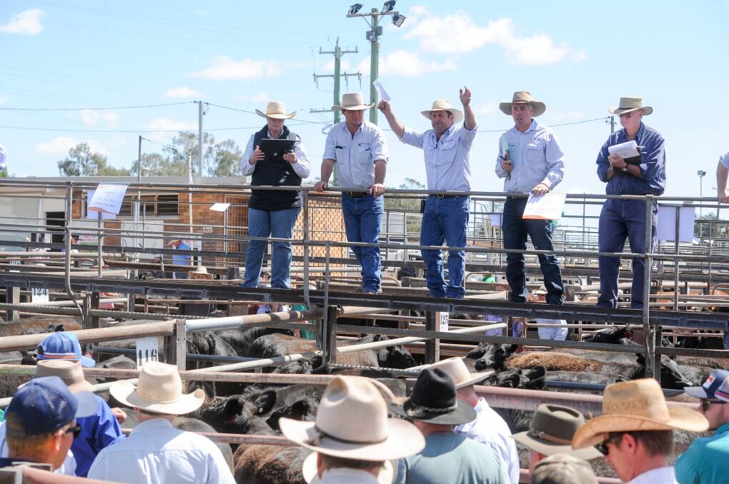 The Davidson Cameron and Co team in action at Gunnedah. Photos: Lucy Kinbacher