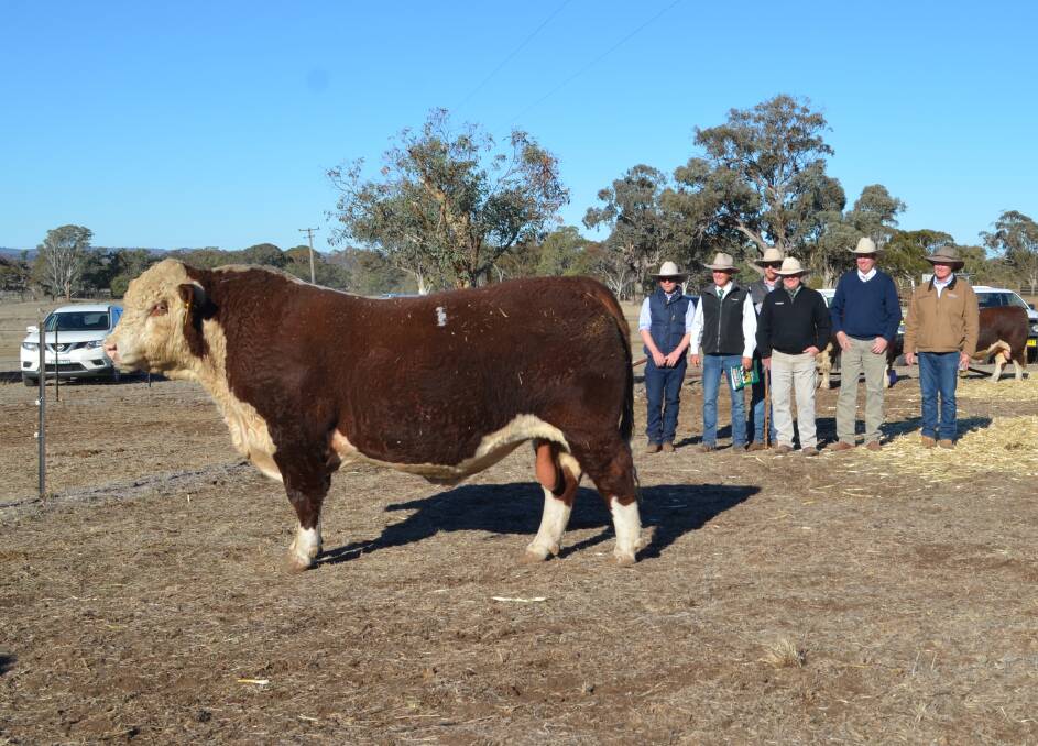 TOP PRICE: Hereford bull, Bowen Magistrate M241, became the top priced sire in the state for 2018, reaching $64,000.