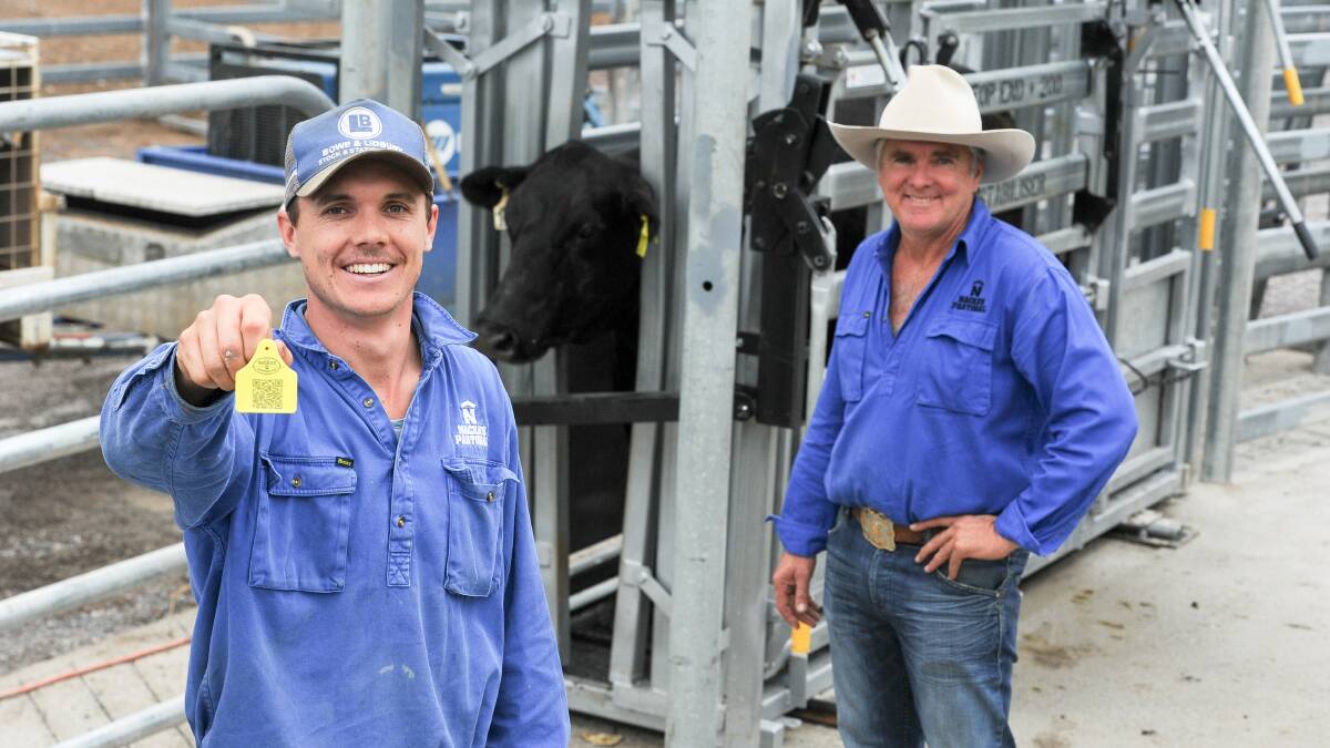 Jack and Robert Mackenzie at their Gloucester cattle yards where the QR tags were being put on a mob of females. 