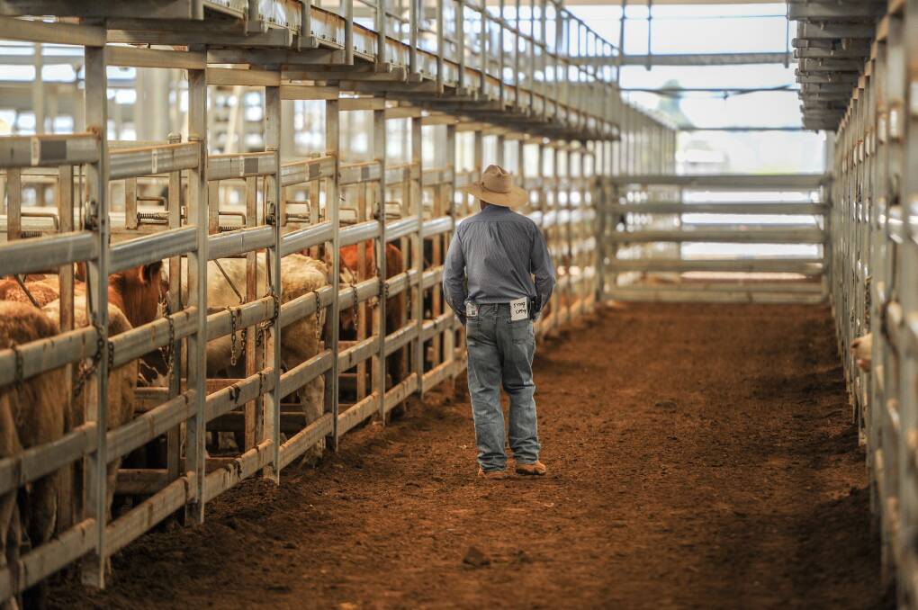 Attending livestock sales became a rare treat in 2020. 