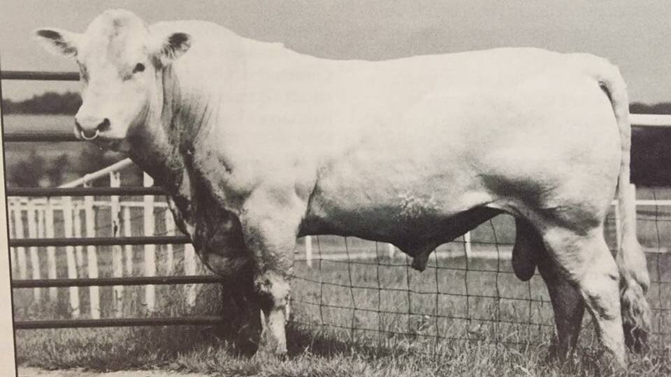 Chock went on to sire a bull called Amerigo who was used by Route 66 Charolais in Oklahoma. 