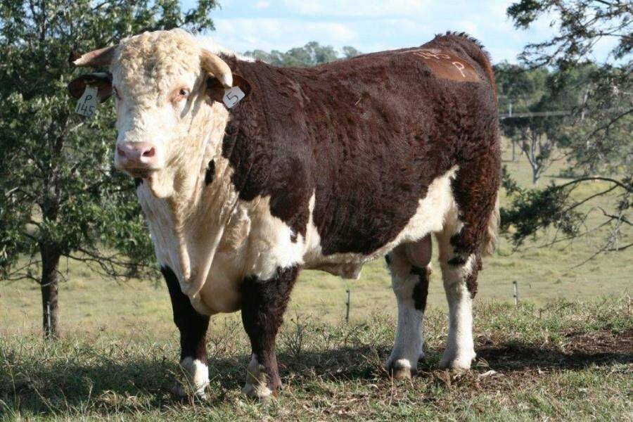 The $10,000 top price bull that sold to Ironbark Herefords, Barraba on Friday. Photo: Franco Herefords