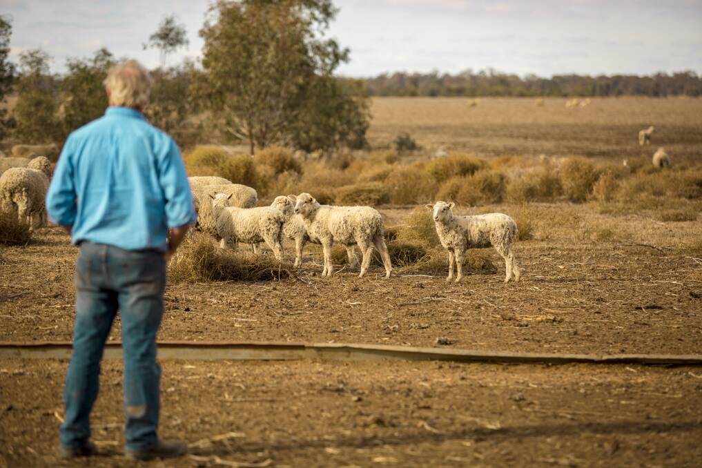 Mr Taylor runs 2000 Merino ewes on his 3600 hectare property, Ottendorf, crossing them with Border Leicester rams to lamb in April and May. 