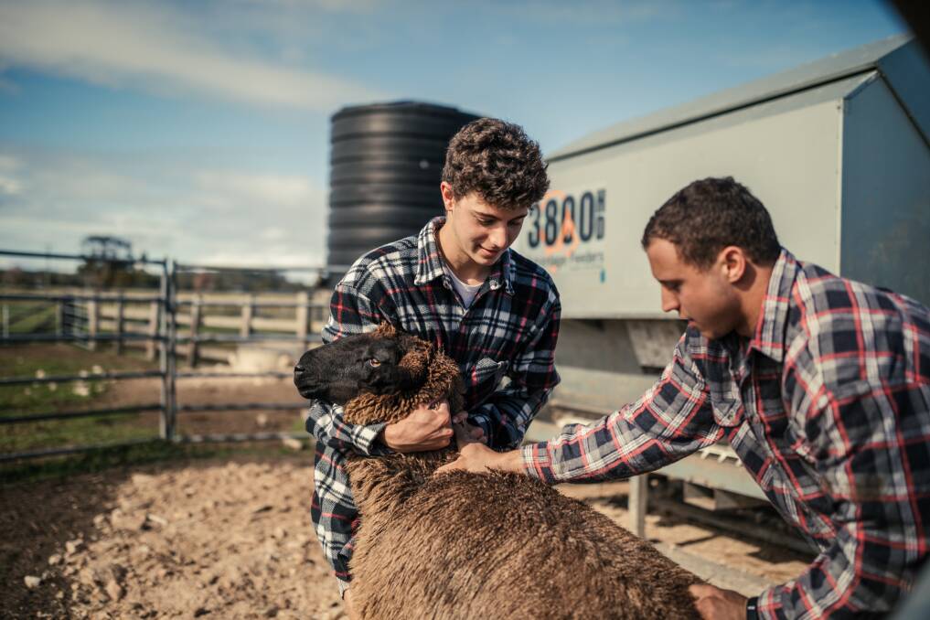Anthony and Dominic Canale in the yards on a family farm in Macksville. The boys were trying to load the sheep into the trailer. This took concentration, coordination and of course .commitment.