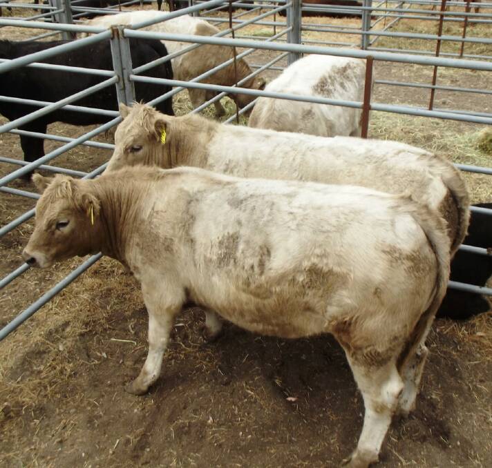 In 2018 he began joining Charolais bulls to his Galloway and Belted Galloway females.