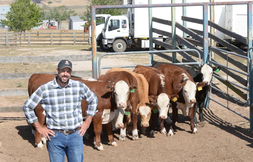 Lee White of Llandillo Beef with some steers, which were processed on-farm through the portable processing plant, Provenir. Photo: Rachael Webb