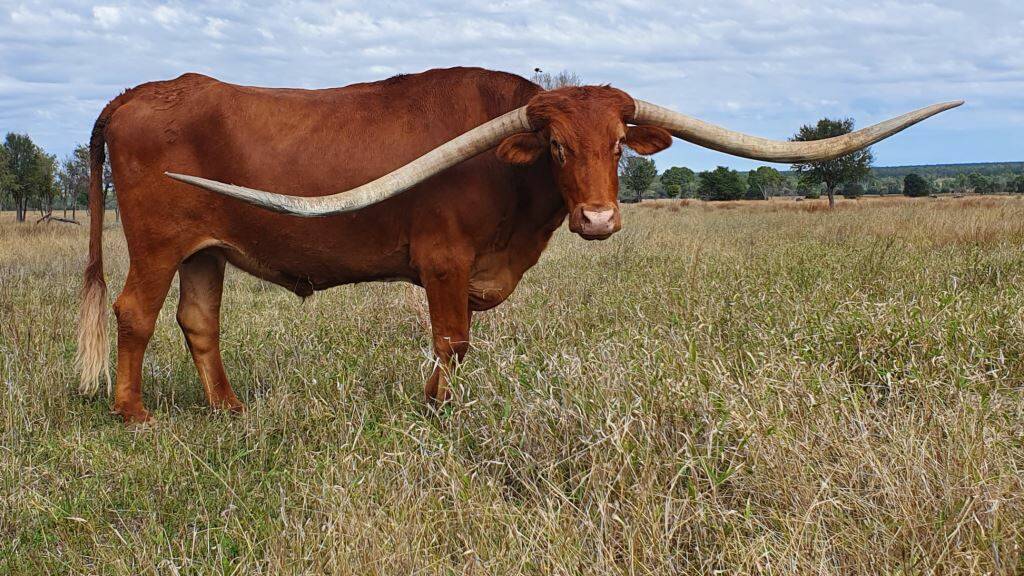 Photos: Texas Longhorns Australia