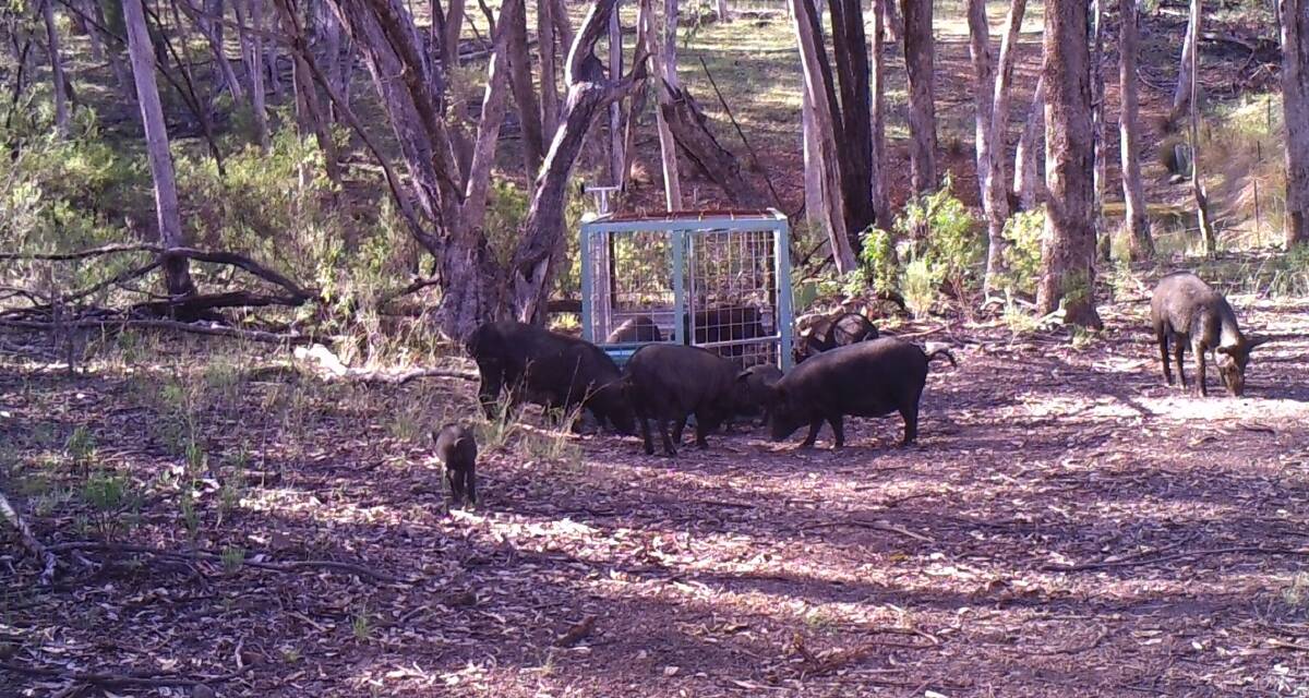 Wild pigs and other pests are being trapped successfully on Five Corners. 