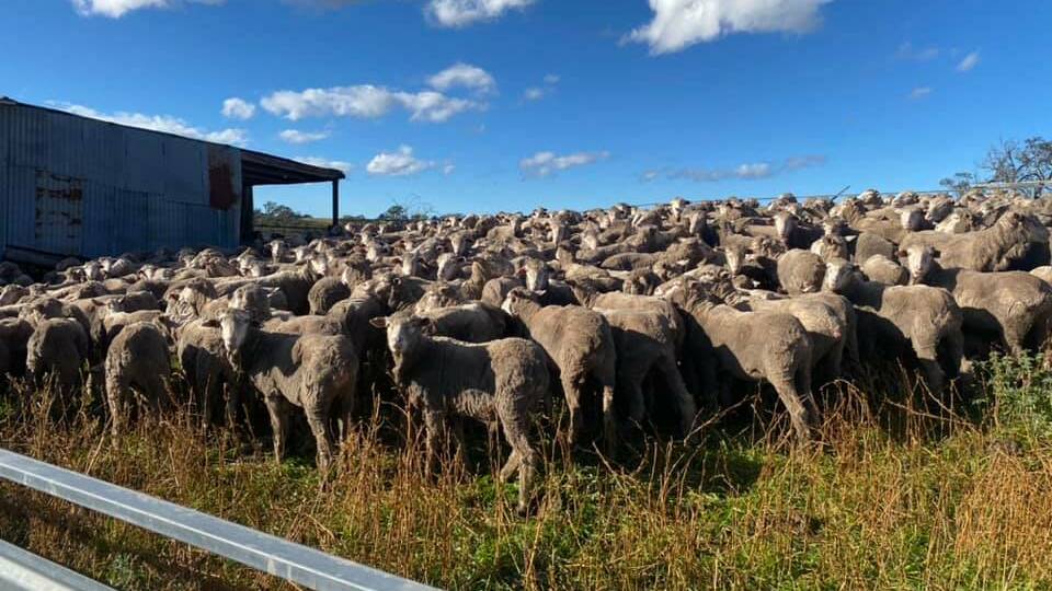Shearing set to return to Bannaby