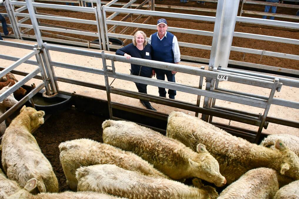 Kerry and Geoff Swain, Oralla, Nundle, with their pen of Charolais cross Shorthorn steers that sold for $1335/head to top the steer portion of the Tamworth store sale on Friday.