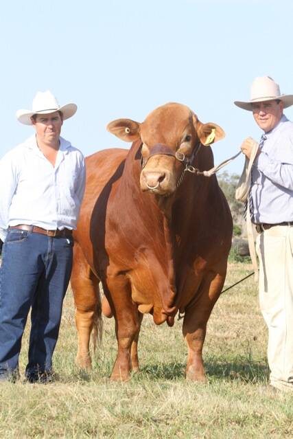 Buyer Cody Whiteman, manager of Fortrus Stud at Gympie, and Jason Childs of Glenlands with Glenlands Prince following their on-property sale in 2012. Picture: Kent Ward