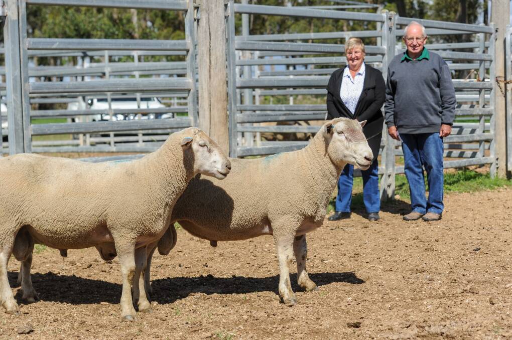 Julie and Tony Partridge of Springfield at Walcha purchased three rams including the $3800 top price Maternal Composite ram. 