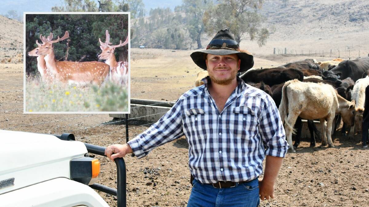 Bingara's Daniel Dehaen turned to game harvesting as an off-farm income and believed alternative protein could play a key role in future meat consumption.