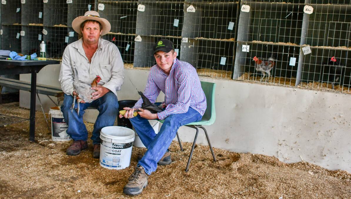 Dean and Ben Hall, Goondiwindi, Qld, entered 60 chickens in the competition at the Warialda Show in a bid to ensure the event continued on. 