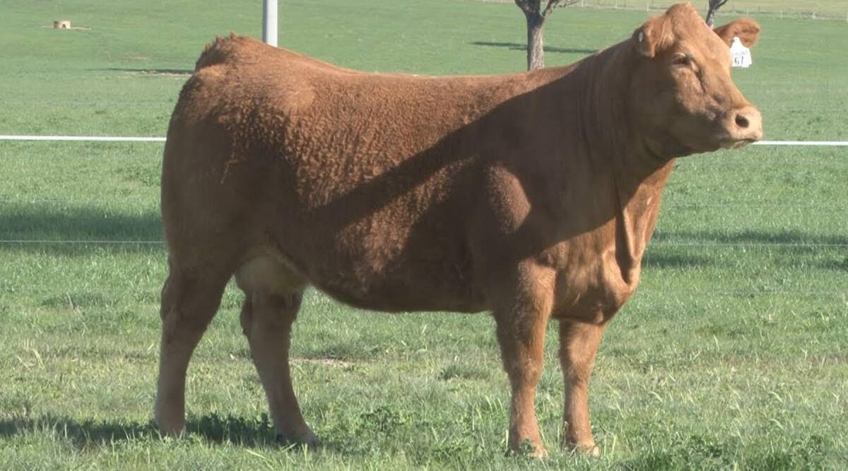 Birubi Wind Charm K45 by CJSL Windfall 9072W was purchased for $14,000 at the recent dispersal sale to a three way partnership. Picture: Birubi