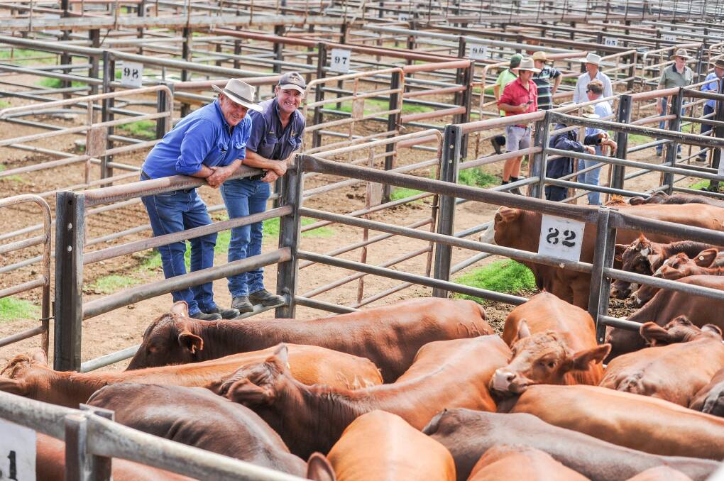 Kevin Brennan and James Hardcastle from North Star with their PTIC heifers that topped at $2300 at the Gunnedah store sale on Thursday. 