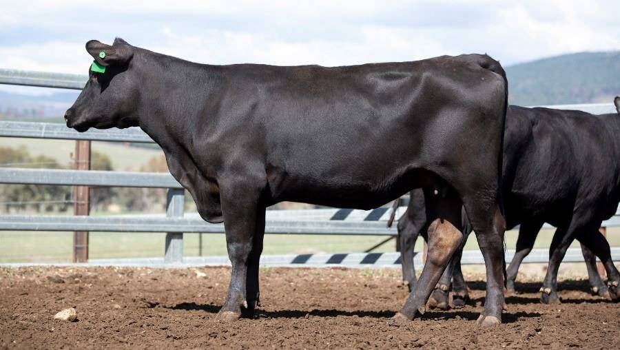 A PTIC female that was sold in the auction. Picture: AuctionsPlus
