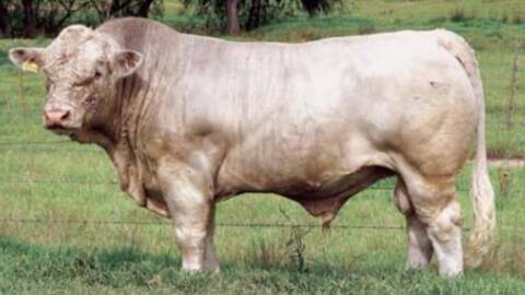 Queensland bull Palgrove Justice was the first Australian bull to have semen sold back to breed founding France.