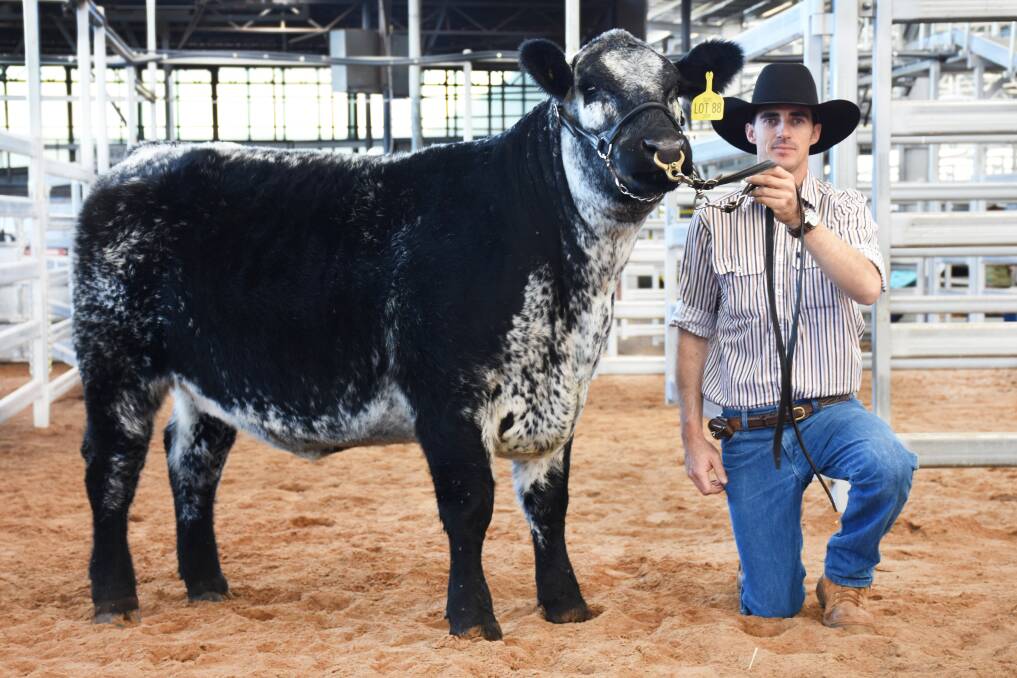 A $30,000 heifer from the same breeding as the embryos pictured with Grant Kneipp. Photo: Battalion stud 