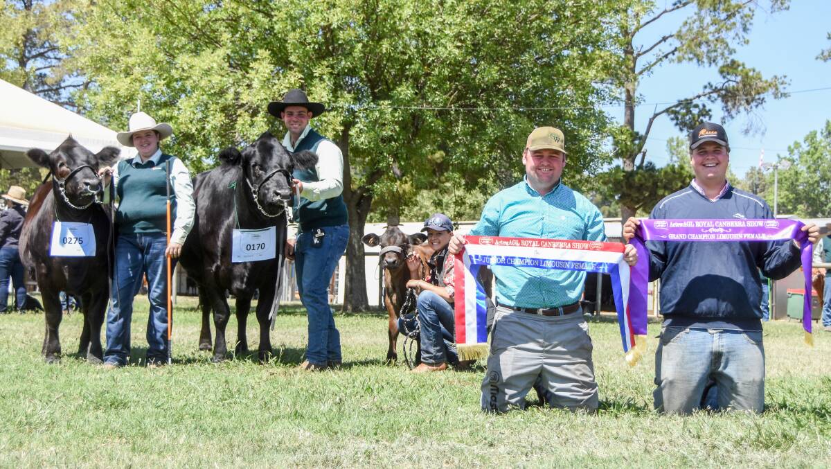 The junior champion and senior champion Limousin female with parader Tahlia Chandler, owner Jordan Ridge, parader Rebecca Maxwell and Jayden Nicholls and Nick Hreszczuk. Picture: Lucy Kinbacher