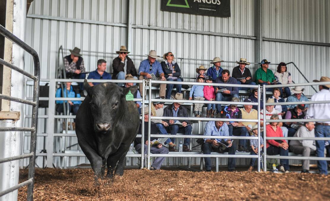 A very strong crowd of buyers attended the sale near Walcha on Wednesday. Photos: Lucy Kinbacher