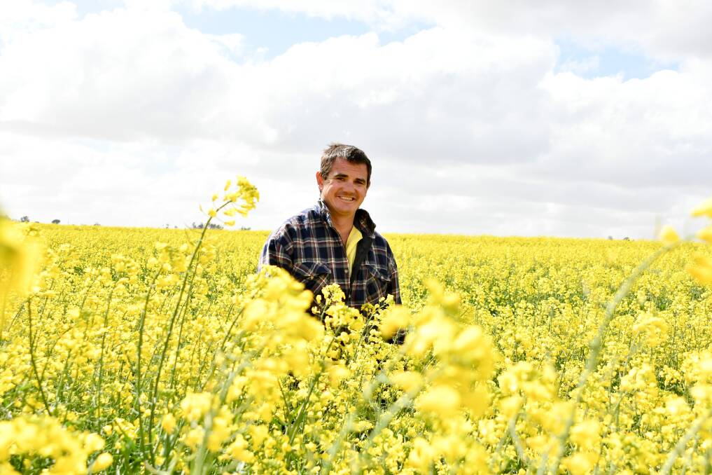 Matt Penberthy, Corregidor, Inverell, in some of the family's canola crop when The Land visited recently. 