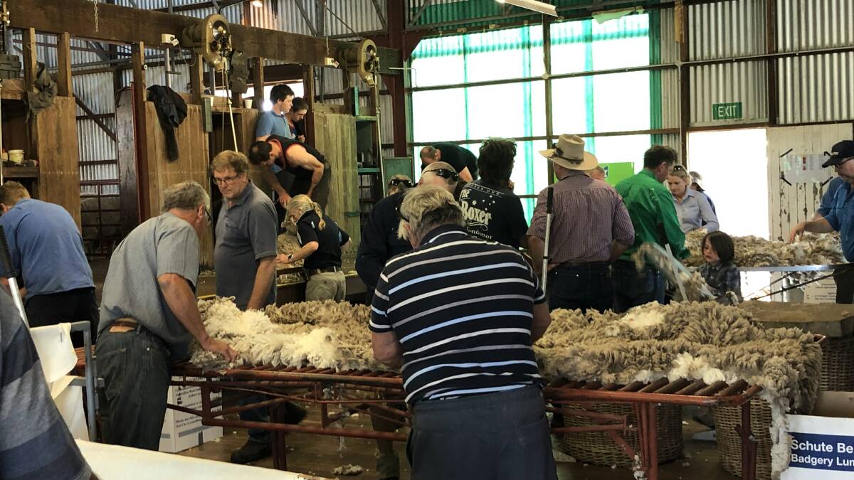 The second shearing held in 2020. Photo: Glen Innes Agricultural Research and Advisory Station