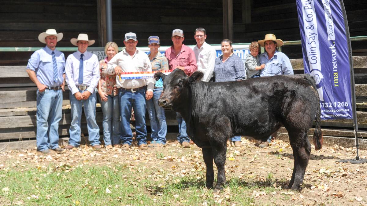 The grand champion steer parades before Colin Say and Co agent Shad Bailey, judge Anthony O'Dwyer, vendors Courtney and Tyson Will, buyers Emily Kahler and Luke Cox, Findex representatives Jason Duffell and Nikki Smith and Colin Say and Co agent Nathan Purvis with son Oscar. 