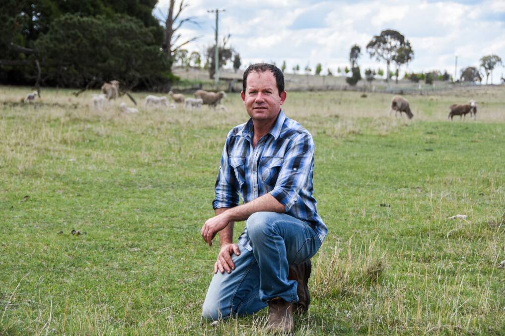 Lach Fulloon, Cressbrook, Armidale, has lost 250 head of Merinos to wild dogs in the last 18 months with at least 100 also mauled. Pictures: Lucy Kinbacher 