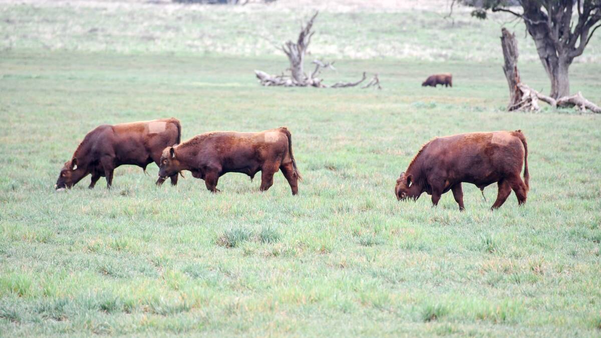 Red Angus bull sale with a twist