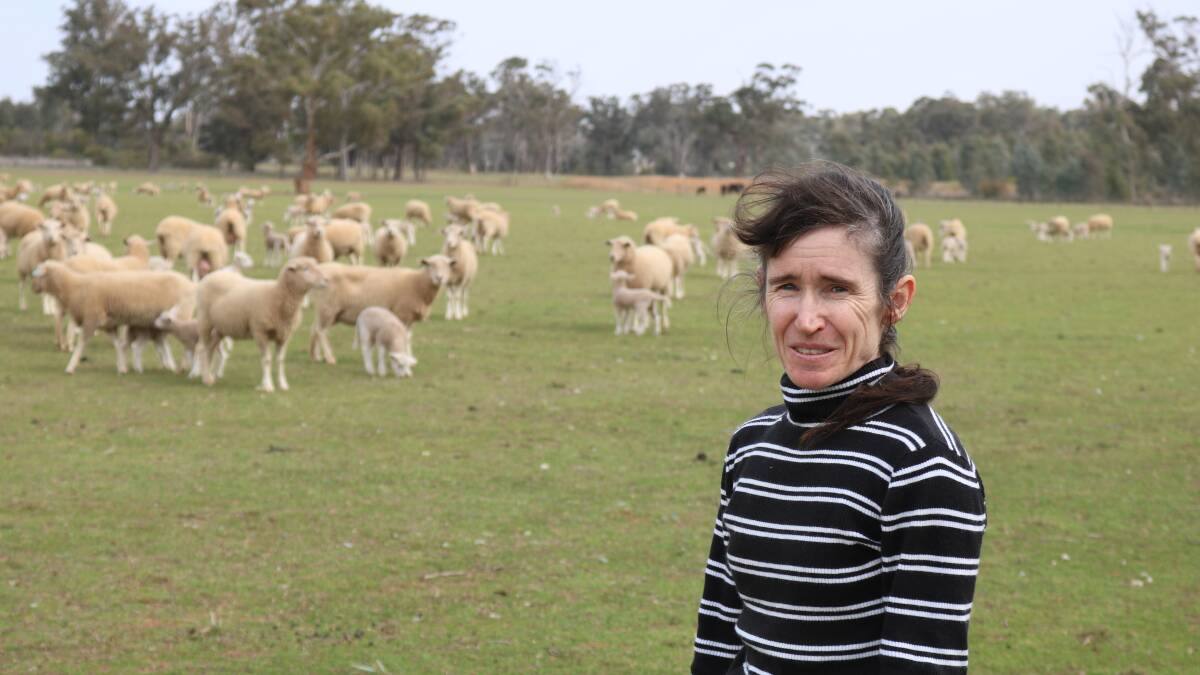 A Charles Sturt University (CSU) team successfully trialled the oral supplementation of caffeine, a drug widely drunk by humans, during a paddock stud of grazing Merino ewes in 2016. Pictured is project leader Dr Susan Robertson. 