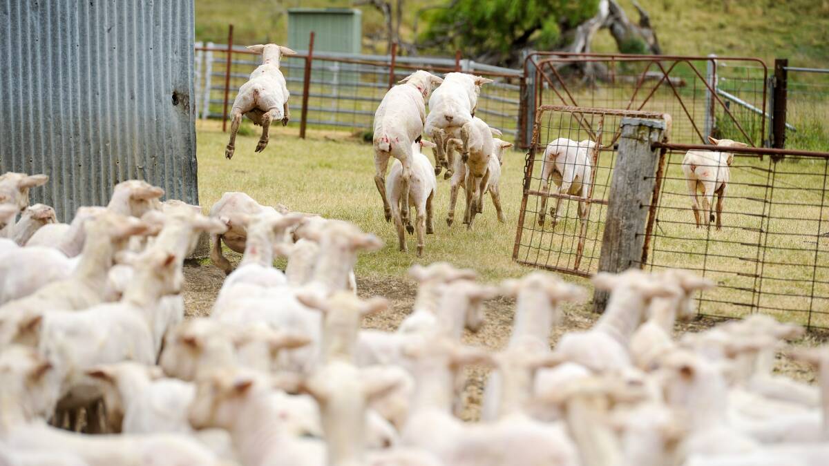 Best year yet for Guyra lamb producers