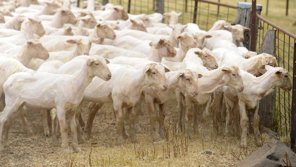 Best year yet for Guyra lamb producers