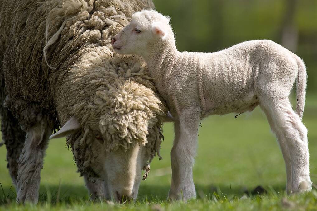 University of Sydney researchers detect Merino pregnancies using wool | The  Land | NSW