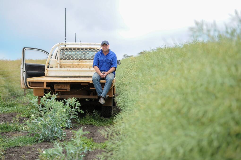 Pete Rothwell, Bramble, Mendooran with his canola crop that some are saying could yield 6.7t/ha. Photos: Lucy Kinbacher