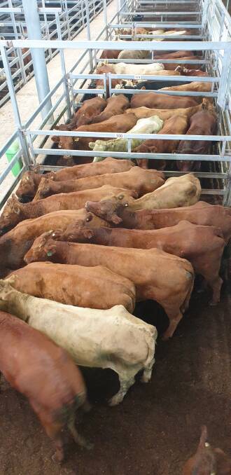 Mandalong Special cows off Walcha sold by Nutrien Livestock at Tamworth on Monday made 291c/kg. Photo: Tamworth Livestock Selling Agents Association
