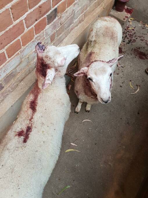 Officers from Cootamundra Police stopped a vehicle travelling along Temora Road early on January 7 after sighting distressed sheep in their vehicle. Picture: Supplied