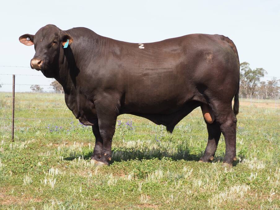 The $70,000 top price bull, Rockingham Powerhouse. Photo: Rockingham Santas 