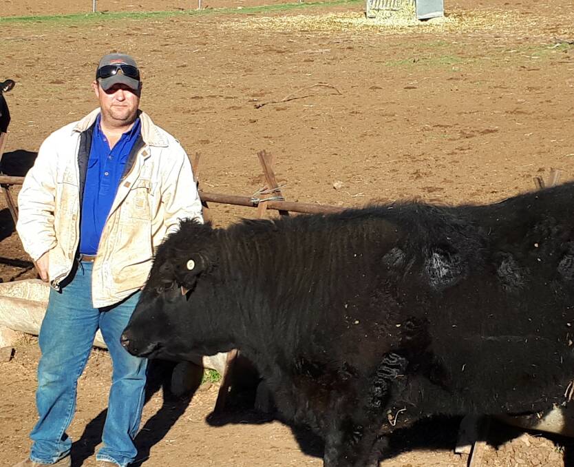 James Morse, Wongalee, Molong, weaned his calves three months early to manage his stock and feed during dry times. 