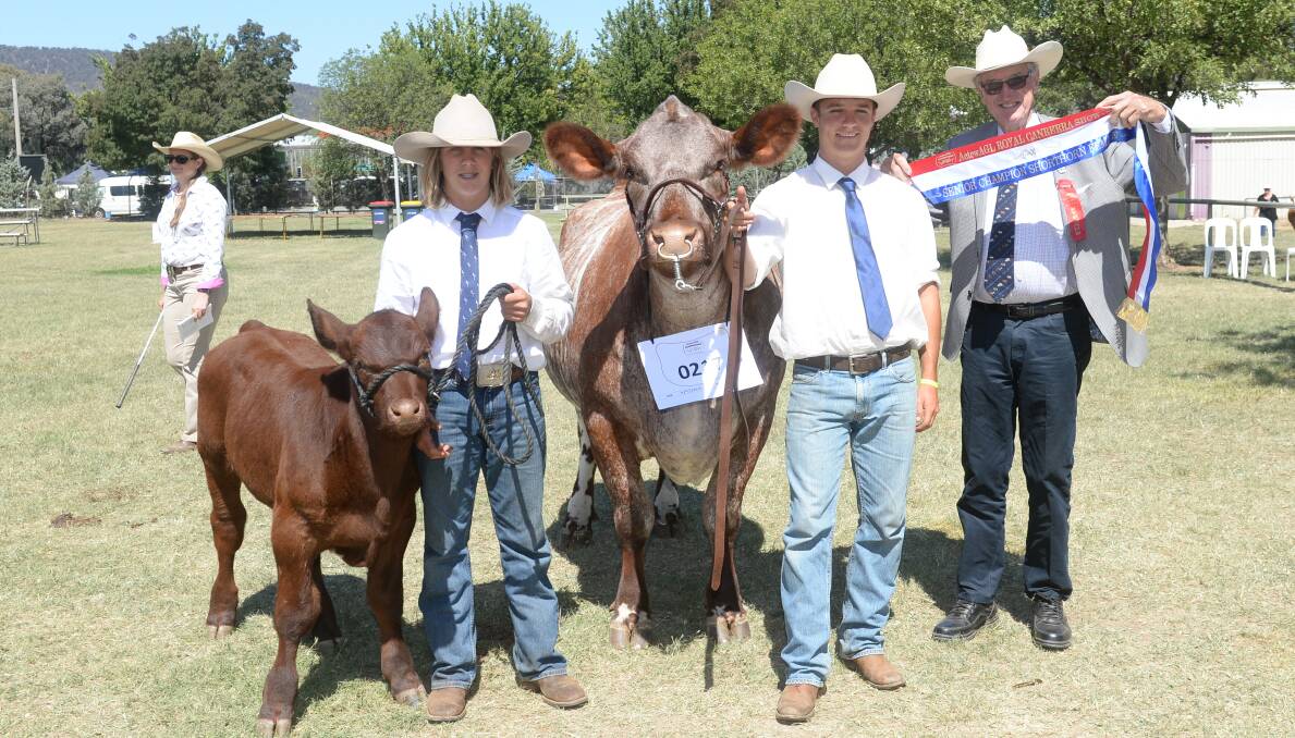 The senior and grand champion Shorthorn female, Nero TNT Honour L236, with her bull calf was exhibited by Nathan Leach. Picture: Rachael Webb