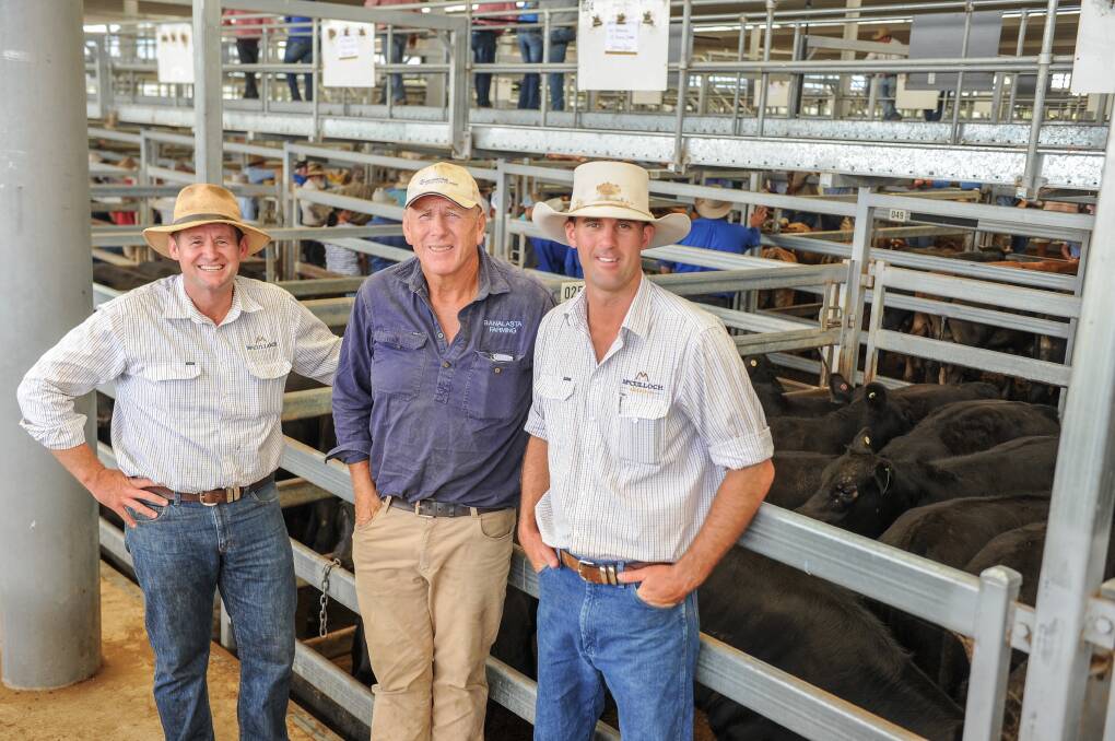 McCulloch Agencies agents Daniel McCulloch and Mitchell Swain with vendor Bernie Rorke (centre) of Banalasta Farming, north of Bendemeer, who sold 31 14-month-old Angus steers topping at $1775/head. 