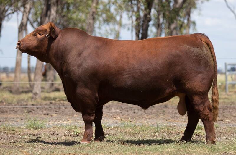 The $8000 top price bull, GK 1B Pretty Reckless.