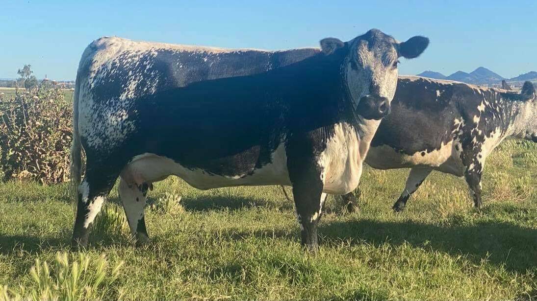 The pen of nine F1 Speckle Park cows and their second calves on behalf of Gunnedah's Kayla and Mitch Kelaher reached record highs at Tamworth. Photo: StockLive