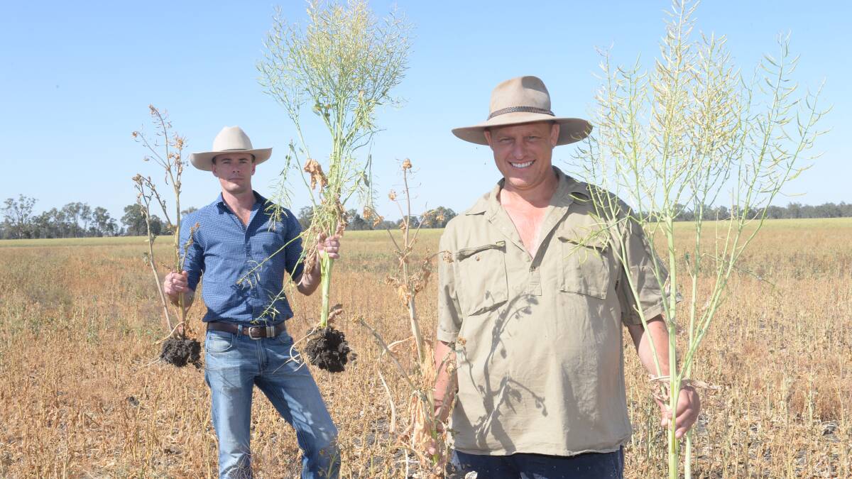 Lachlan Commodities trade manager Andrew Cogswell and Nathan Heckendorf, Top Reeds, Narrandera, with Pioneer 45Y91 variety canola sown April 10 and treated with 250kg/ha of product while standing among untreated canola as a comparison.