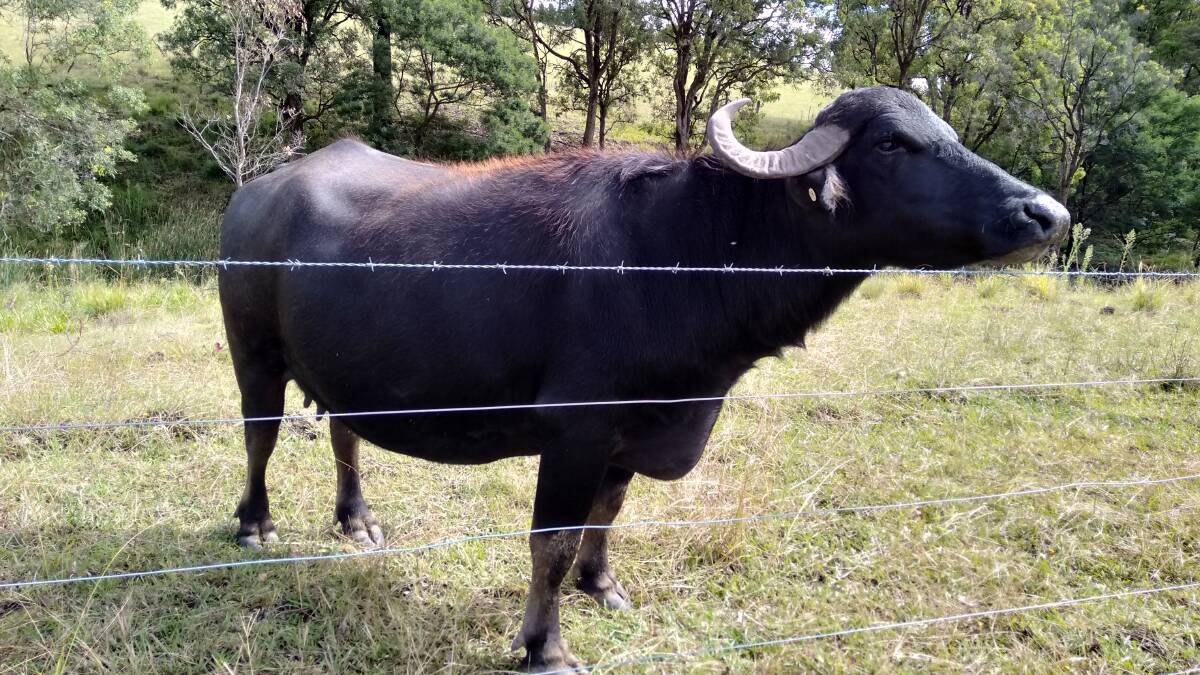 Ever wanted to own a buffalo dairy?