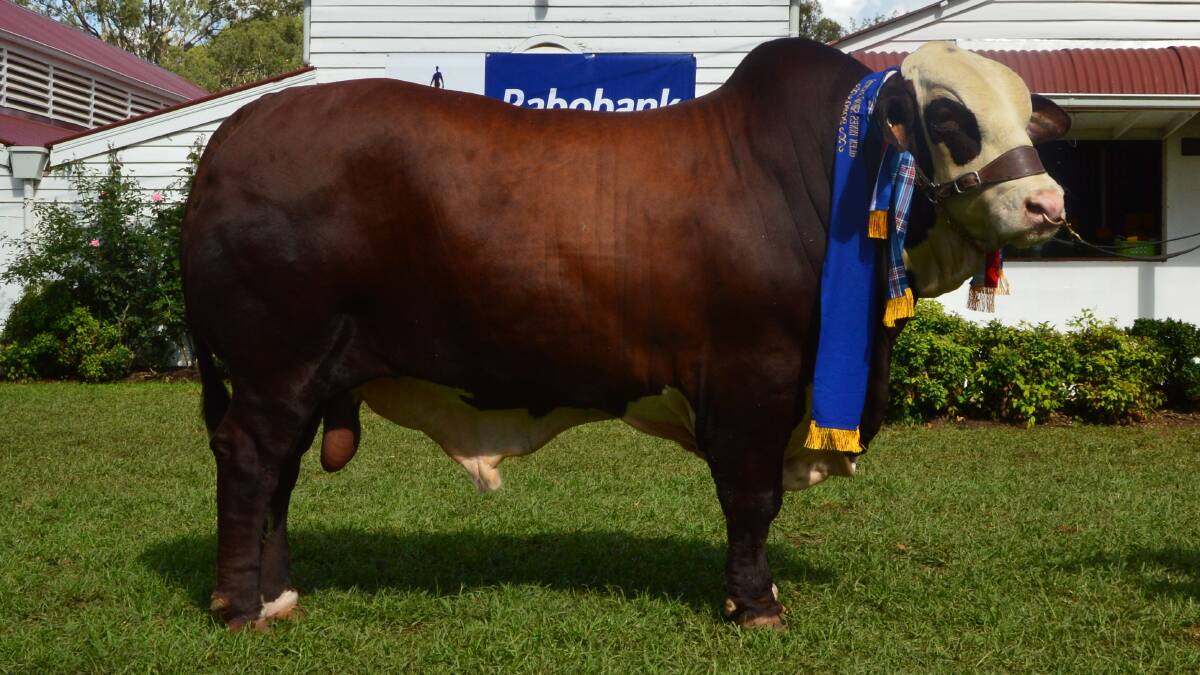 Little Valley Thunder as named senior and grand champion Braford bull of the recent Glen Innes feature show. Photos: Supplied